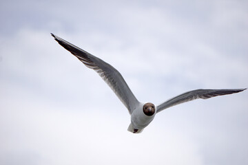 Flying black and white seagull