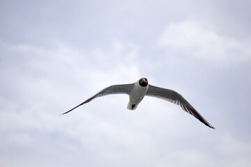 Flying black and white seagull
