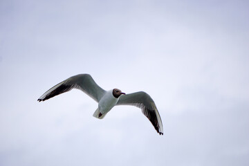 Flying black and white seagull