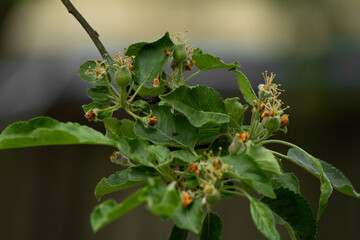 green fruits of the apple tree idared