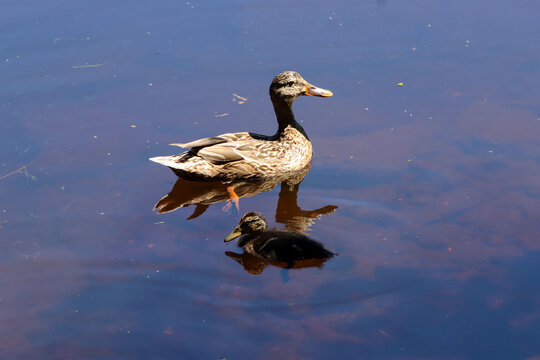 Cane et caneton sur l'eau