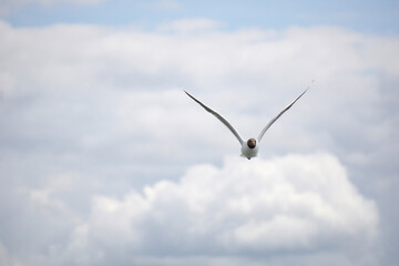 Flying black and white seagull