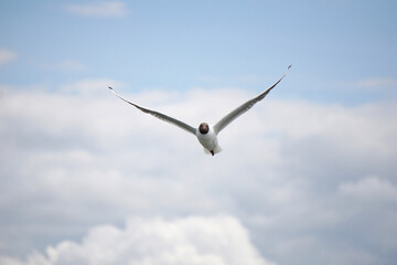 Flying black and white seagull