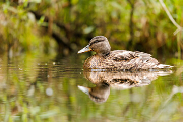 Stockente im Morgenlicht