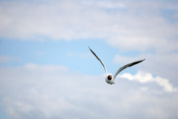 Flying black and white seagull