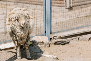 A beautiful and dirty ram is standing and looking at the camera on a farm