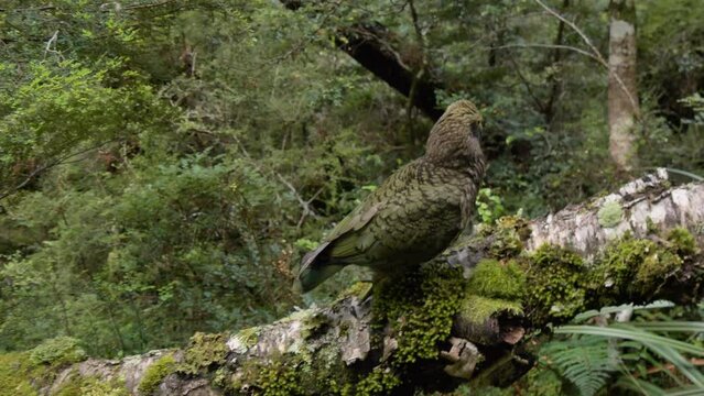 Closeup, Juvenile Kea bird walks along fallen tree, Fiordland New Zealand