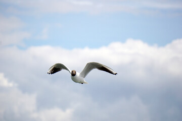 Flying black and white seagull