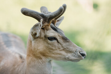 Deer in the zoo on a summer day. Muzzle close-up