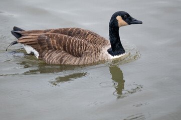 Canada goose swimming on lake