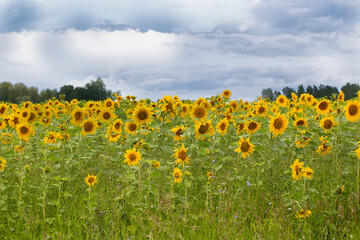 A field with blooming yellow sunflowers and a beautiful blue sky with clouds.
