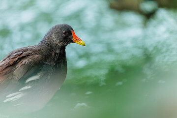 Neugieriges Teichhuhn