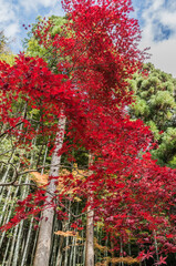 今熊野観音寺（京都府東山区）の紅葉