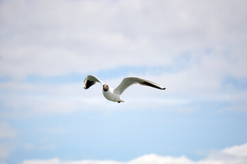 Fototapeta na wymiar Flying black and white seagull