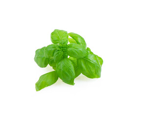 Italian basil on white background