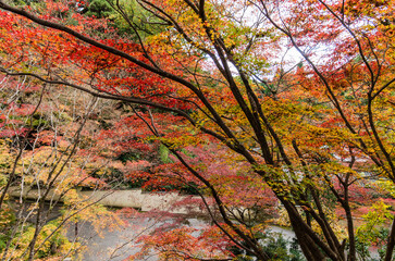 今熊野観音寺（京都府東山区）の紅葉