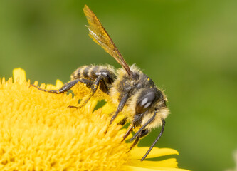 A honey bee on a yellow flower