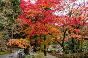 今熊野観音寺（京都府東山区）の紅葉