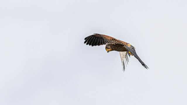 A kestral hunting for prey