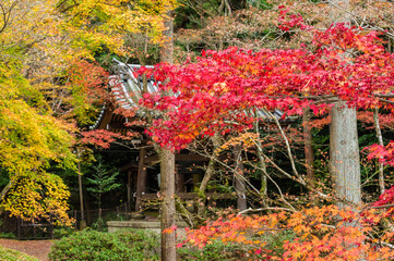今熊野観音寺（京都府東山区）の紅葉