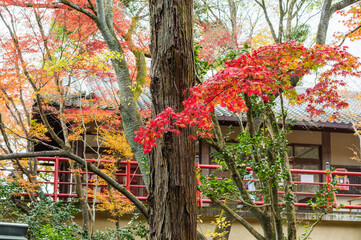 今熊野観音寺（京都府東山区）の紅葉