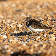 A turnstone on the beach
