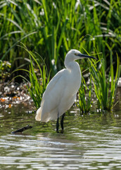 A white little egret in a lake
