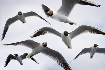 Obraz premium Flock of flying black and white seagulls