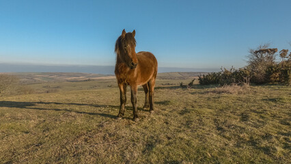 Brown pony on the Sussex Downs.