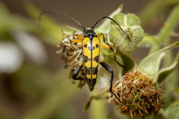 Spotted longhorn (Rutpela maculata) insect close up