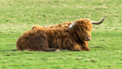 Highland cow enjoying the sun
