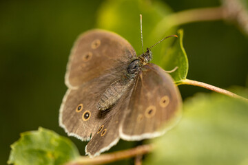 Ringlet butterfly (Aphantopus hyperantus) insect close up