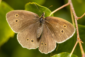 Ringlet butterfly (Aphantopus hyperantus) insect close up