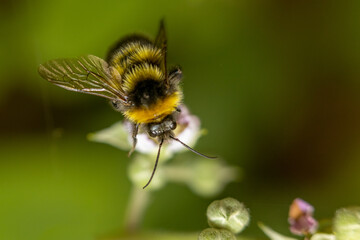 Bumblebee (Bombus hortorum) bee insect close up