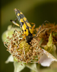 Spotted longhorn (Rutpela maculata) insect close up