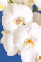 Fototapeta na wymiar Blossoming phalaenopsis orchid on blue colored background, macro closeup, vertical shot