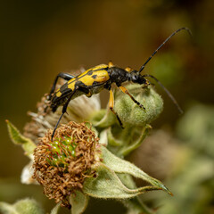 Spotted longhorn (Rutpela maculata) insect close up