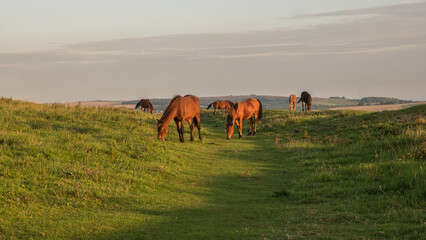 Obraz premium Ponies grazing on the South Downs
