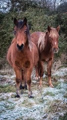 Obraz premium Ponies on the south downs at sunrise