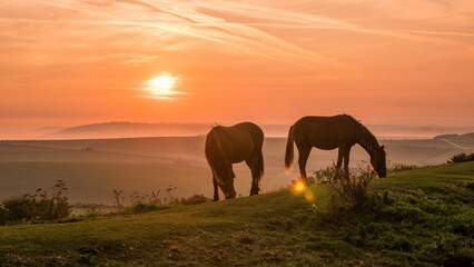 Fototapeta na wymiar Ponies on the south downs at sunrise-