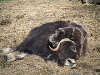 Closeup shot of a musk ox sleeping on a farm field - obrazy, fototapety, plakaty