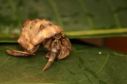 A hermit crab is walking slowly on the leaves. This shelled animal has the scientific name Paguroidea sp.