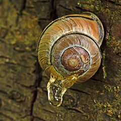 Resin dripping from the tree onto the plum trees on the snail shell. © Adam