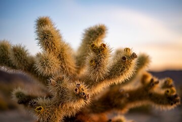 Selective focus shot of silver cholla (cylindropuntia echinocarpa)