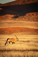 Vertical of gemsbok walking in the Namibia desert
