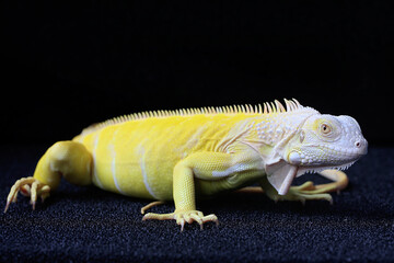 A yellow iguana (Iguana iguana) with an elegant pose. Selective focus on black background.