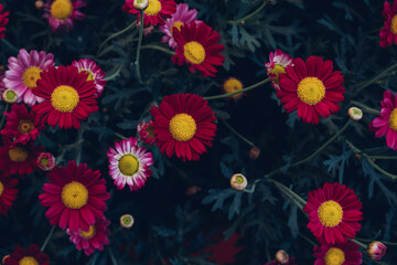 Beautiful natural background with blooming flowers. Floral summer texture.