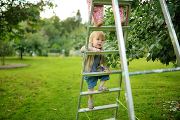 Obraz premium Cute toddler boy helping to harvest apples in apple tree orchard in summer day. Child picking fruits in a garden. Fresh healthy food for kids.