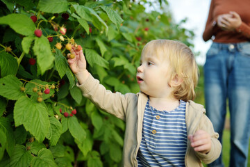 Cute little boy picking fresh berries on organic raspberry farm on warm and sunny summer day.
