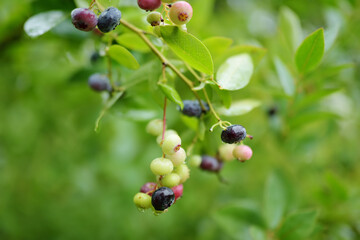 Organic blueberry berries ripening on bushes in an orchard.